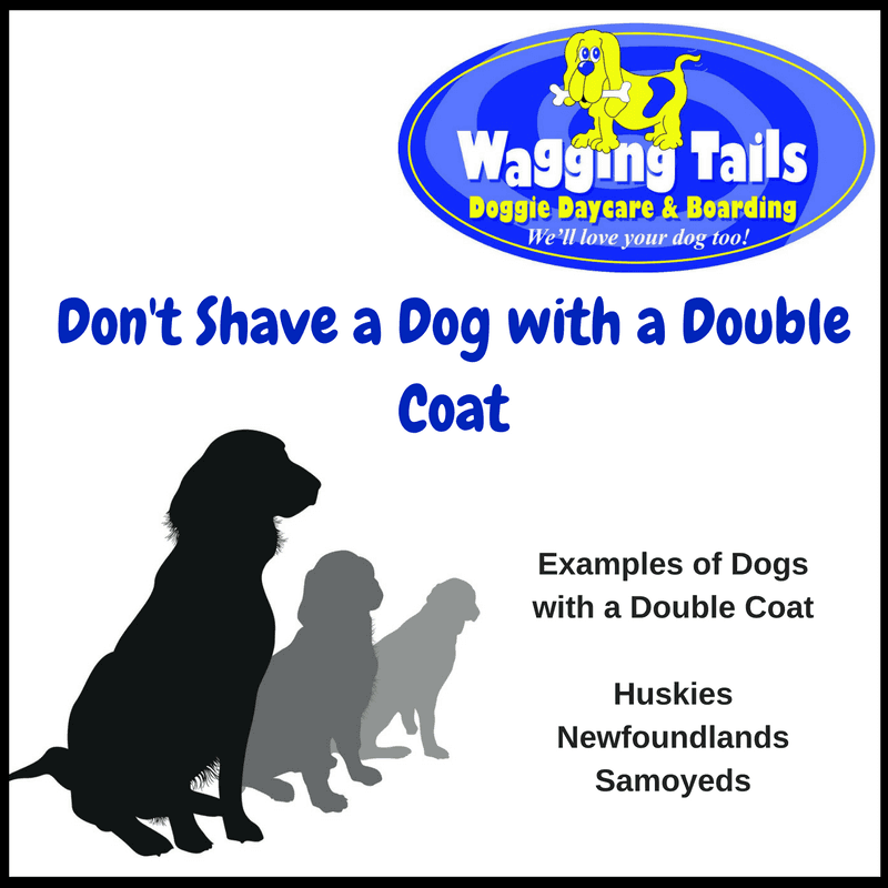 Why You Shouldn't Shave a Double Coated Dog